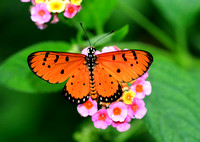 Stratford Butterflies