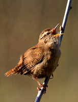 Wren