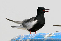 White Winged Black Tern