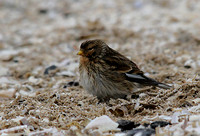 Twite