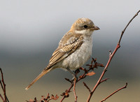 Woodchat Shrike