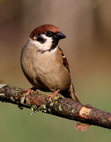 Tree Sparrow