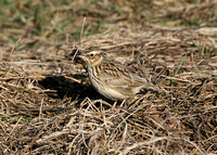 Woodlark