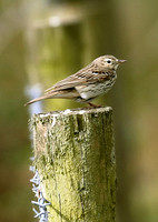 Tree Pipit