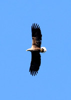 White-tailed Eagle