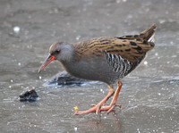 Water Rail