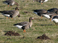 White-Fronted Goose