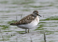 Wood Sandpiper