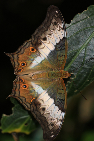 Vindula dejone (female)