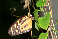 Harmonia Tiger Wing