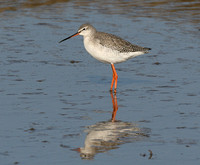 Spotted Redshank