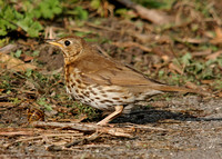 Song Thrush