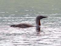 Red Throated Diver