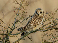 Short-eared Owl