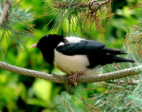 Rose-coloured Starling