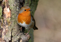 Robin