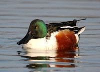 Shoveler