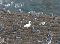 Snow Goose