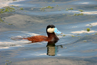 Ruddy Duck