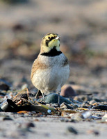 Shore Lark