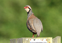 Red-Legged Partridge