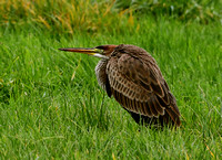 Purple Heron