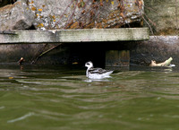 Red Necked Phalarope