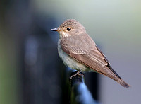 Spotted Flycatcher