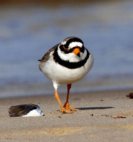 Ringed Plover