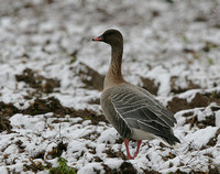 Pink-Footed Goose