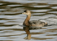 Pied Billed Grebe