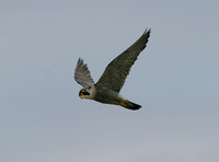 Peregrine