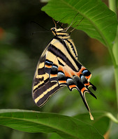 Papilio pilumnus