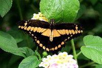 Papilio cresphontes