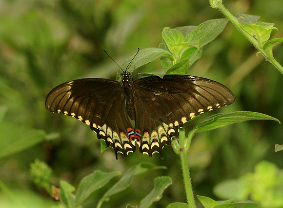 Broad-banded Swallowtail