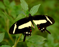 Papilio torquatus