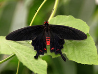 Papilio helenus