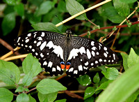 Papilio demodocus