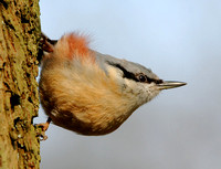 Nuthatch