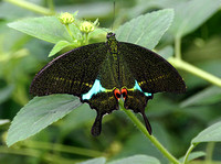 Papilio paris