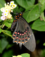 Papilio pharnaces