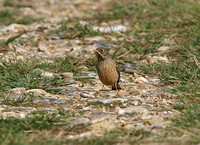 Ortolan Bunting