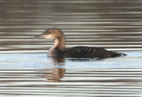 Pacific Diver