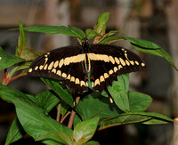 Papilio thoas