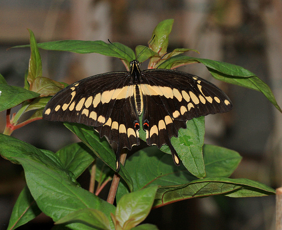 King Swallowtail