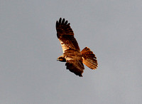 Marsh Harrier