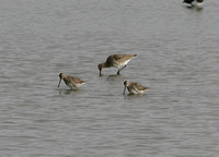 Long Billed Dowitcher