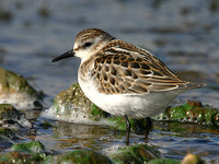 Little Stint