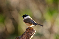 Marsh Tit