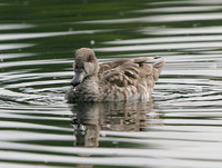 Marbled Duck